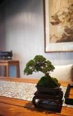 Туры в отель Floral Hotel · Taimuting Hotel (Tongli)