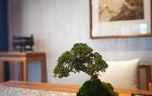 Туры в отель Floral Hotel · Taimuting Hotel (Tongli)