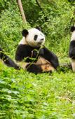 Туры в отель Jinjiang Inn (Chengdu Dianzi Road)