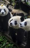 Туры в отель Jinjiang Inn (Chengdu Dianzi Road)