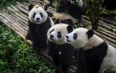 Туры в отель Jinjiang Inn (Chengdu Dianzi Road)
