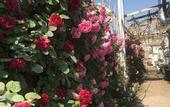 Туры в отель Manhong Homestay Characteristic Homestay