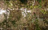 Туры в отель Manhong Homestay Characteristic Homestay