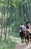 Туры в отель naked Stables Resort