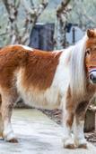 Туры в отель naked Stables Resort