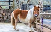 Туры в отель naked Stables Resort