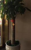 Туры в отель Sixiang Fortune Hotel