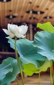 Туры в отель City Bieyuan Hotel (Chengdu Kuanzhai Alley Shuhan Road East Subway Station Branch)