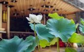 Туры в отель City Bieyuan Hotel (Chengdu Kuanzhai Alley Shuhan Road East Subway Station Branch)