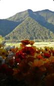 Туры в отель Sunflower Resort Hotel