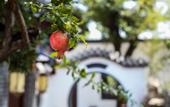 Туры в отель Floral Hotel · Plum Garden Mount Tai hotel