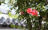 Туры в отель Floral Hotel · Plum Garden Mount Tai hotel