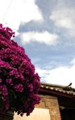 Туры в отель Blossom Hill Inn - Aromaland