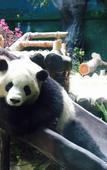 Туры в отель Ling Ling Hotel
