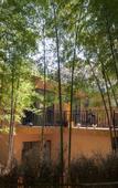 Туры в отель Nanshan Bamboo Sea Micheng Bubble Resort Garden
