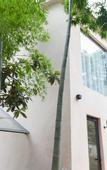 Туры в отель Nanshan Bamboo Sea Micheng Bubble Resort Garden