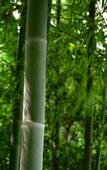 Туры в отель GRAND NEW CENTURY RESORT Bamboo Expo Garden Anji