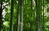 Туры в отель GRAND NEW CENTURY RESORT Bamboo Expo Garden Anji