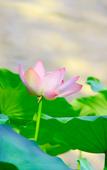 Туры в отель Shijiazhuang Pingshan Golden Benzhai Hotel