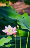 Туры в отель Shijiazhuang Pingshan Golden Benzhai Hotel