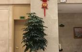 Туры в отель Vienna International Hotel (Tai'an High Speed Railway Station)