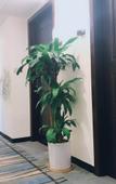 Туры в отель Jasmine Hotel (Jinhua Municipal Government)