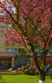 Туры в отель Jintian Hotel (Qionglai Dingsheng Times Plaza)