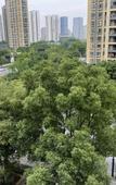 Туры в отель Vienna 3 Best Hotel (Hangzhou Qianjiang Shijicheng)