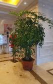 Туры в отель Vienna International Hotel (Baoji High-speed Railway Station)