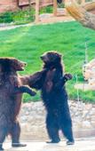 Туры в отель Longemont Zoo Hotel