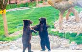 Туры в отель Longemont Zoo Hotel