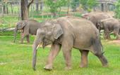Туры в отель Longemont Zoo Hotel