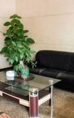 Туры в отель Dongguan Haiyi Chain Hotel