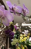 Туры в отель Rezen Hotel Hefei Orchid