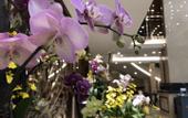 Туры в отель Rezen Hotel Hefei Orchid