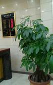 Туры в отель Haifengsmeier Starry Sky Hotel