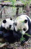 Туры в отель GreenTree Inn Express Hotel (Chengdu North Railway Station Saiyuntai Metro Station)