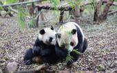 Туры в отель GreenTree Inn Express Hotel (Chengdu North Railway Station Saiyuntai Metro Station)