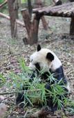 Туры в отель GreenTree Inn Express Hotel (Chengdu North Railway Station Saiyuntai Metro Station)