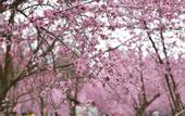 Туры в отель GreenTree Inn Express Hotel (Chengdu North Railway Station Saiyuntai Metro Station)