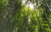 Туры в отель Floral · Huajian Homestay (Yixing Zhuhai Scenic Area)