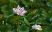 Туры в отель Floral Hotel · Mount Taishan Yijia Hotel