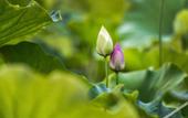 Туры в отель Floral Hotel · Mount Taishan Yijia Hotel