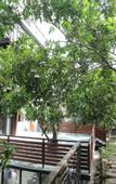 Туры в отель Yosemite Inn Dapeng Shenzhen