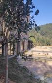 Туры в отель Floral Hotel · shuilushan residential hotel  (Wuyuan)