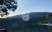 Туры в отель Floral Hotel · shuilushan residential hotel  (Wuyuan)