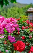 Туры в отель Floral Hotel·Moganshan Jianyi Hotel