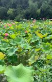 Туры в отель Floral Hotel·Anji Flower Non Mist Hotel (Cloud Grassland Store)