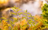 Туры в отель Floral hotel·guitingjunshe Hotel
