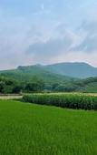Туры в отель Floral Hotel·Nanshan Bamboo Sea Rice Sugar Wild Luxury Hotel